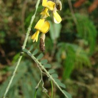 Sesbania bispinosa (Jacq.) W.Wight (Schreb.) Pers.